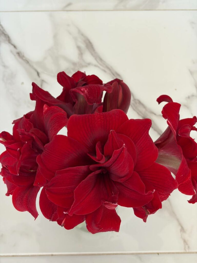 Hippeastrum sonatini  Variegated  x Red Symphony - 5 seeds.