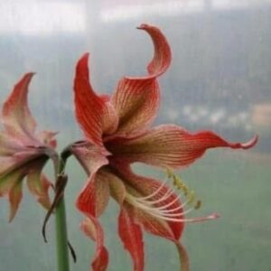 Alternative view of Hippeastrum Capoera - 1 bulb.
