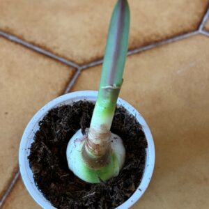 Hippeastrum Capoera - 1 bulb.