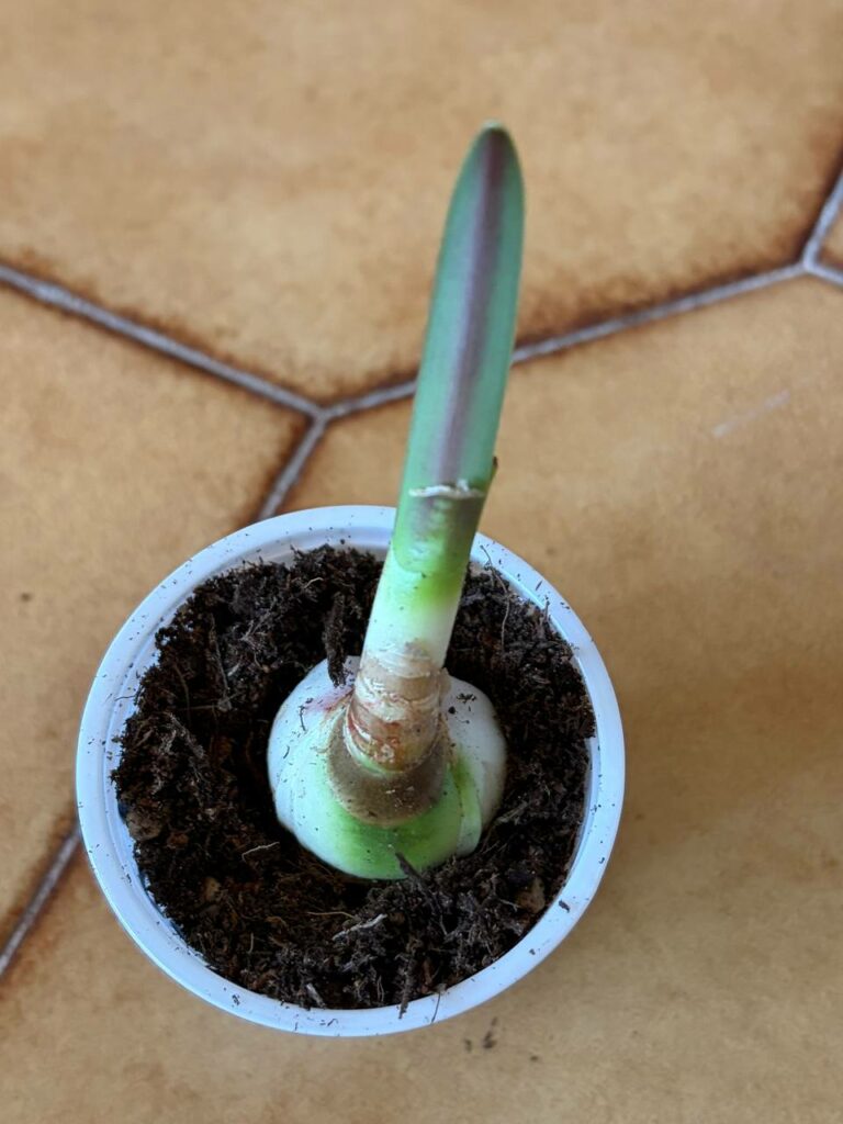 Hippeastrum Capoera - 1 bulb.