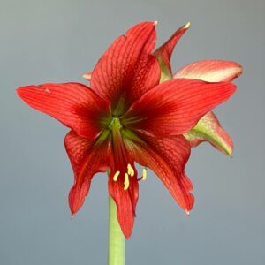 Alternative view of Hippeactrum Mandonii x Lapacense - 1 bulb.