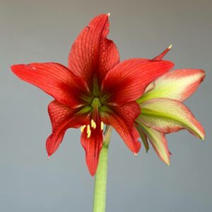 Hippeactrum Mandonii x Lapacense - 1 bulb.