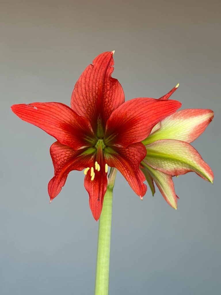 Hippeactrum Mandonii x Lapacense - 1 bulb.