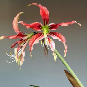 Hippeastrum APYn2 - 1 bulb.