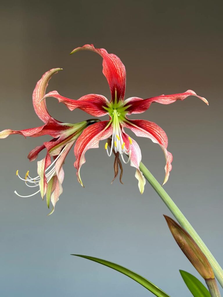 Hippeastrum APYn2 - 1 bulb.
