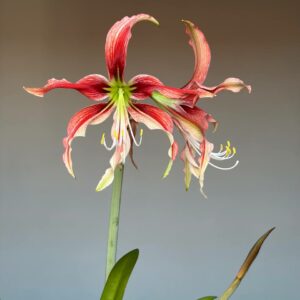 Alternative view of Hippeastrum APYn2 - 1 bulb.