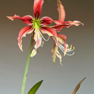 Hippeastrum Tarantula X APYn2 - 10 seeds.