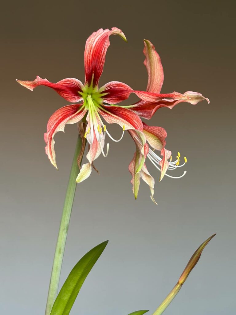 Hippeastrum Tarantula X APYn2 -  10 seeds.