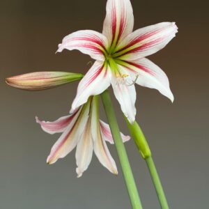 Hippeastrum JP1828-1 -1 Bulb.