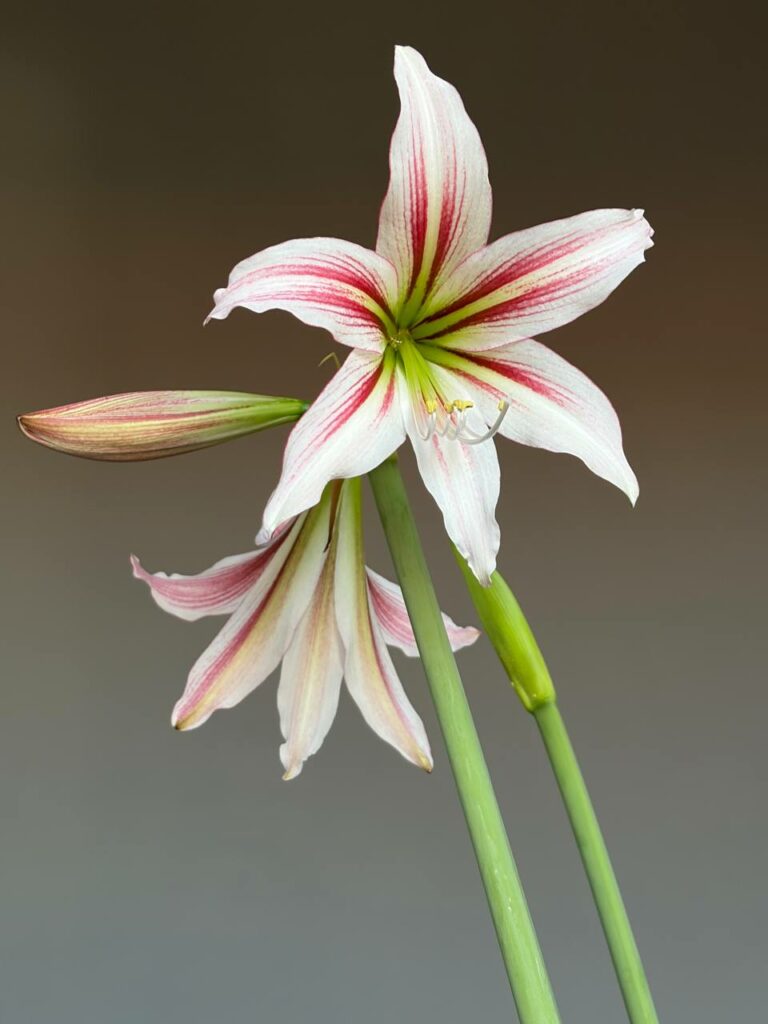 Hippeastrum JP1828-1 -1 Bulb.