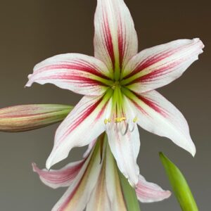 Alternative view of Hippeastrum JP1828-1 -1 Bulb.