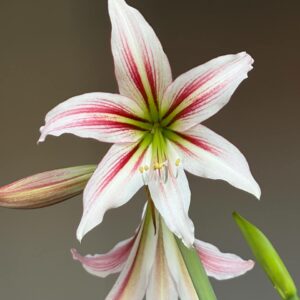 Hippeastrum PH X  Lapacense - 5 seeds.