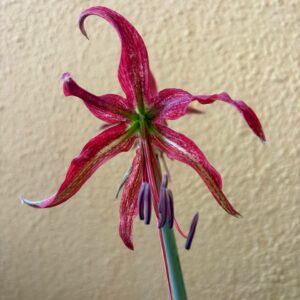 Hippeastrum APYn3 - 1 bulb.