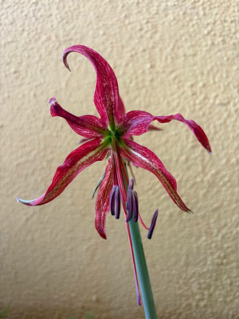 Hippeastrum APYn3 - 1 bulb.
