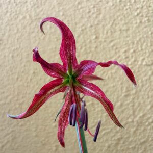 Alternative view of Hippeastrum APYn3 - 1 bulb.