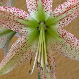 Hippeastrum Pardinum hybrid - 1 bulb.