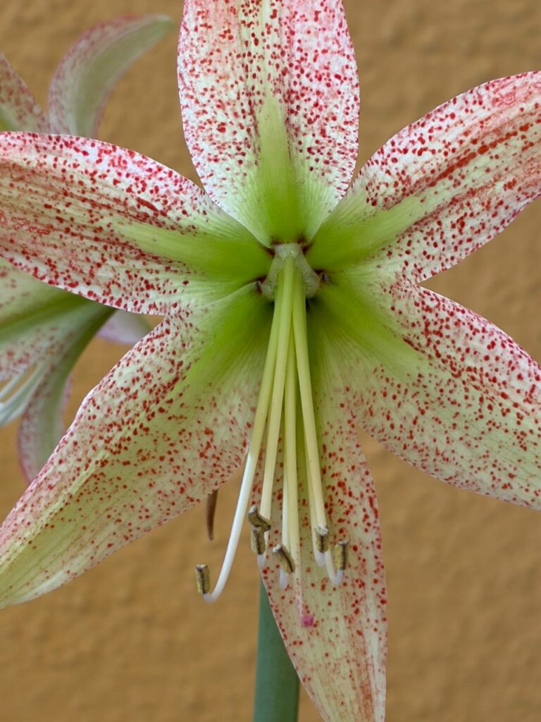 Hippeastrum Pardinum hybrid - 1 bulb.