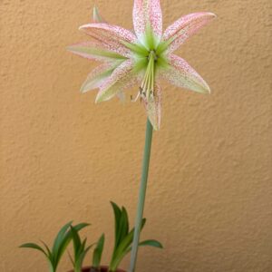 Alternative view of Hippeastrum EP x Leucopardinum - 5 seeds.