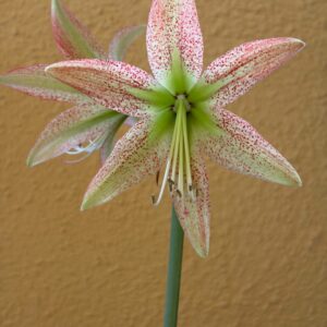 Hippeastrum EP  x Leucopardinum  - 5 seeds.