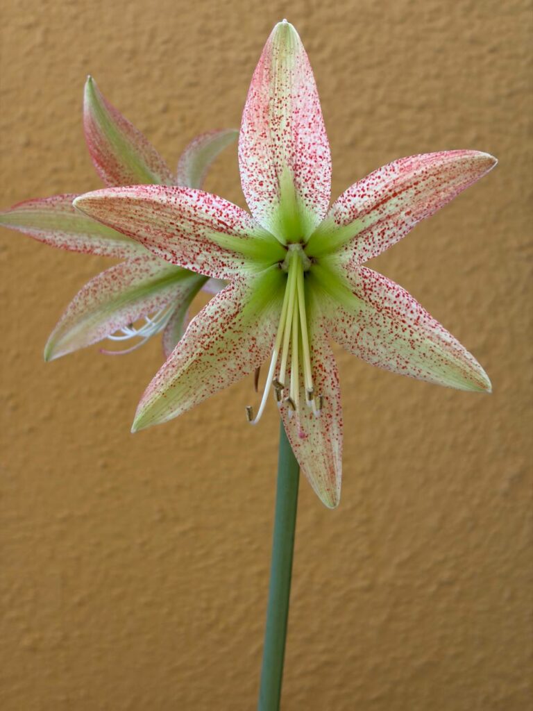 Hippeastrum EP  x Leucopardinum  - 5 seeds.