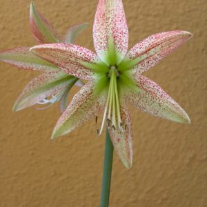 Alternative view of Hippeastrum Pardinum hybrid - 1 bulb.