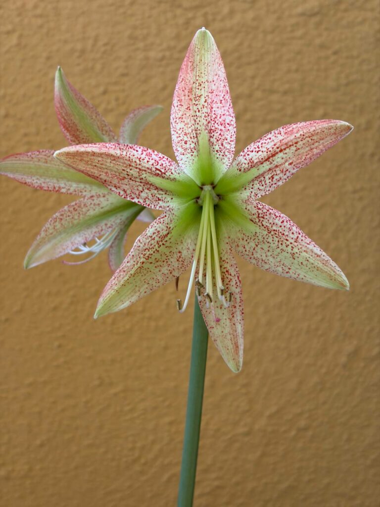 Hippeastrum evansiarum X Pardinum hybrid - 5 seeds.