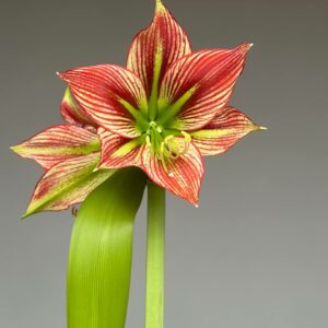 Alternative view of Hippeastrum ESST -1 Bulb.