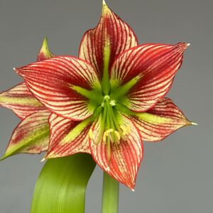Hippeastrum ESST -1 Bulb.