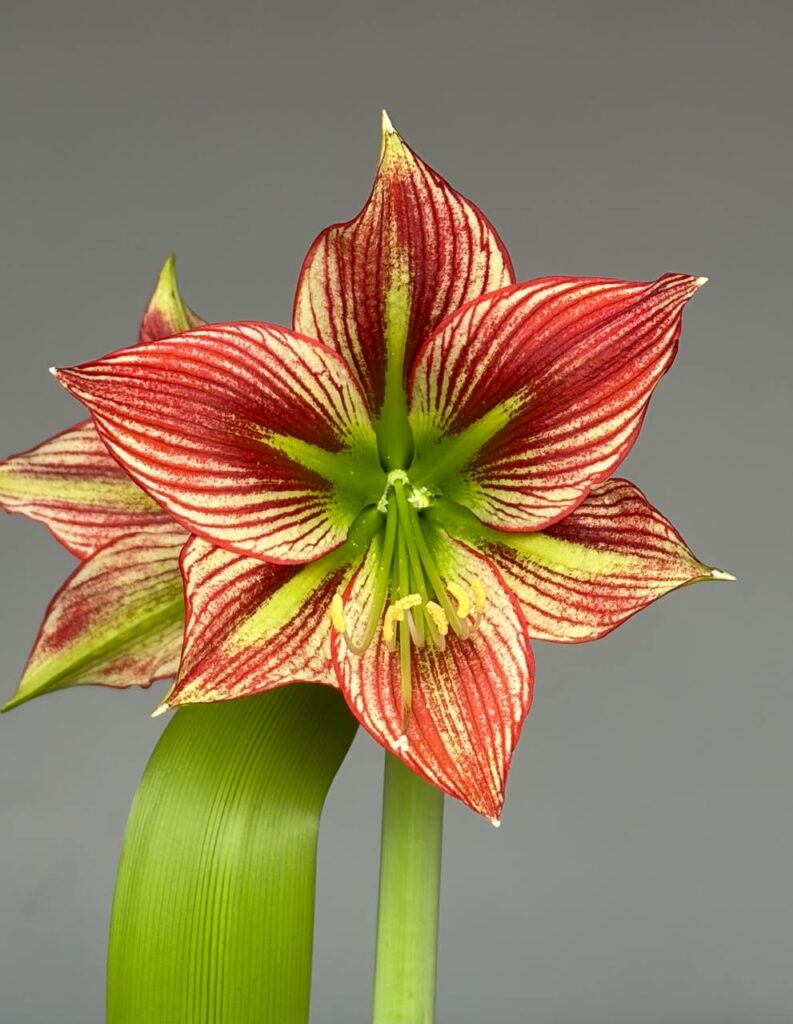 Hippeastrum ESST -1 Bulb.