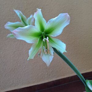 Alternative view of Hippeastrum Aulicum var Robustum x Calyptratum hybrid - 10 seeds.