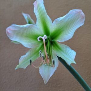 Hippeastrum Aulicum var Robustum x Calyptratum hybrid - 10 seeds.