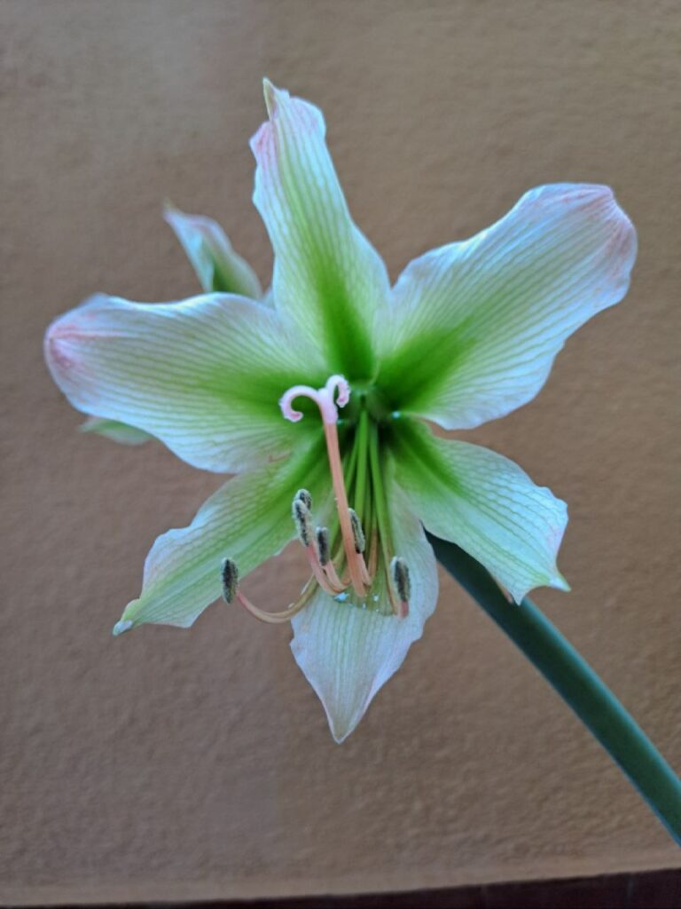 Hippeastrum Aulicum var Robustum x Calyptratum hybrid - 10 seeds.