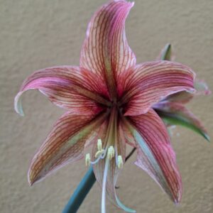 Alternative view of Hippeastrum Rosario x Devil Smail  - 1 bulb.