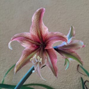 Hippeastrum Rosario x Devil Smail  - 1 bulb.