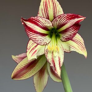 Alternative view of Hippeastrum Papilio hyb. - 1 bulb.