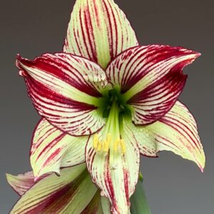 Hippeastrum Papilio hyb. - 1 bulb.