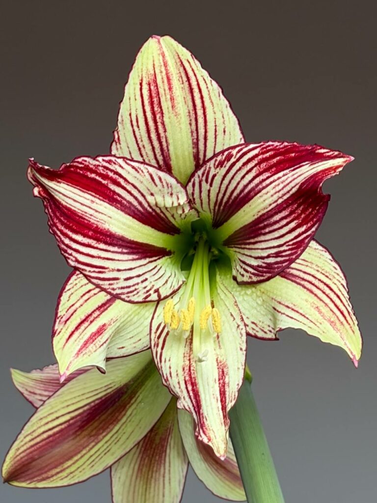 Hippeastrum Papilio hyb. - 1 bulb.