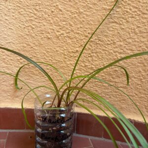 Hippeastrum aulicum 'Parati-Cunha'- 1 bulb.