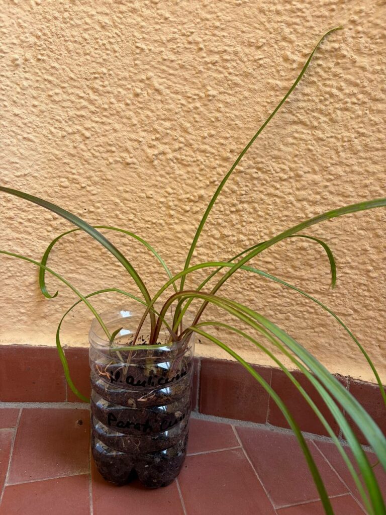 Hippeastrum aulicum 'Parati-Cunha'- 1 bulb.