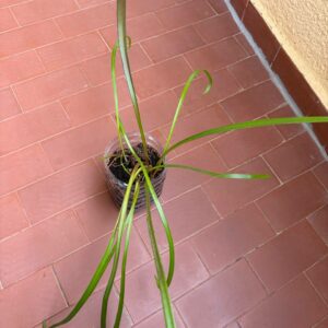 Alternative view of Hippeastrum aulicum 'Parati-Cunha'- 1 bulb.