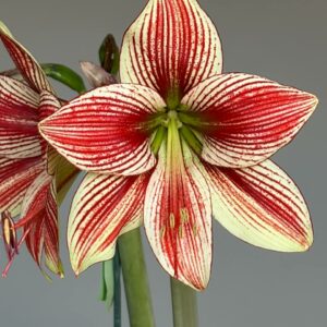 Alternative view of Hippeastrum Lapacense x Papilio n3. 1 bulb.