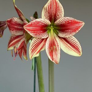 Hippeastrum Lapacense x Papilio n3. 1 bulb.