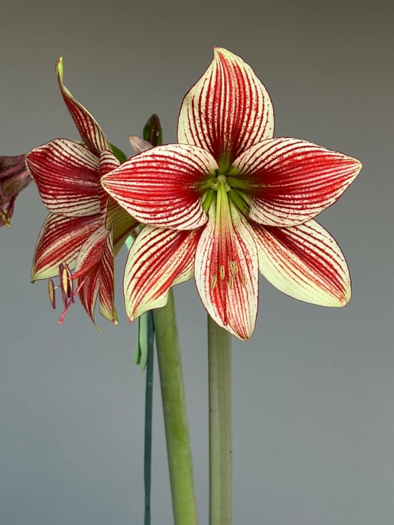 Hippeastrum Lapacense x Papilio n3. 1 bulb.