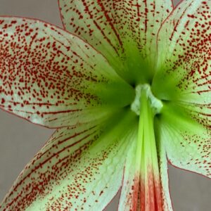 Hippeastrum Lapacense x Bukasovii - 5 seeds.