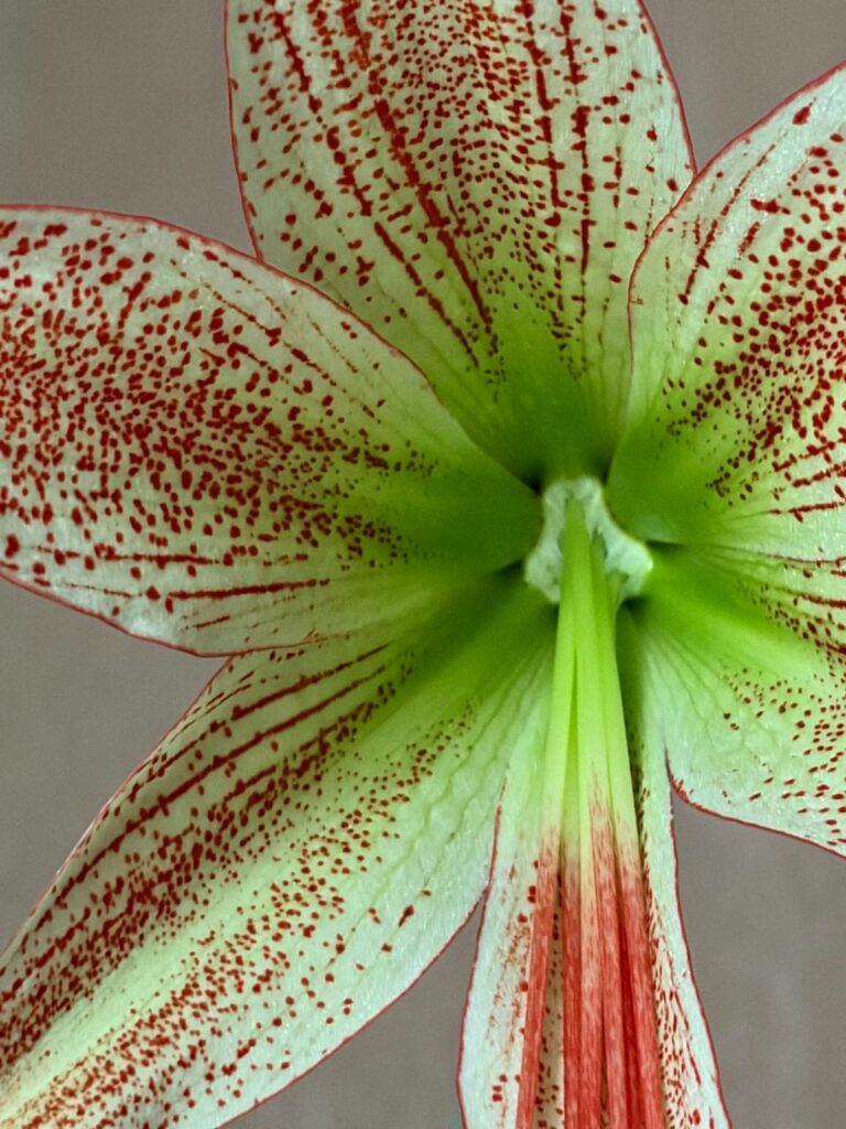 Hippeastrum Lapacense x Bukasovii - 5 seeds.