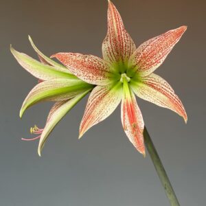 Alternative view of Hippeastrum Lapacense x Leucopardinum - 5 seeds.