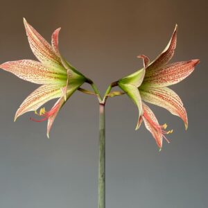 Alternative view of Hippeastrum Tarantula X Lapacense 10 seeds.