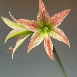 Alternative view of Hippeastrum evansiarum X Lapacense n2- 5 seeds.