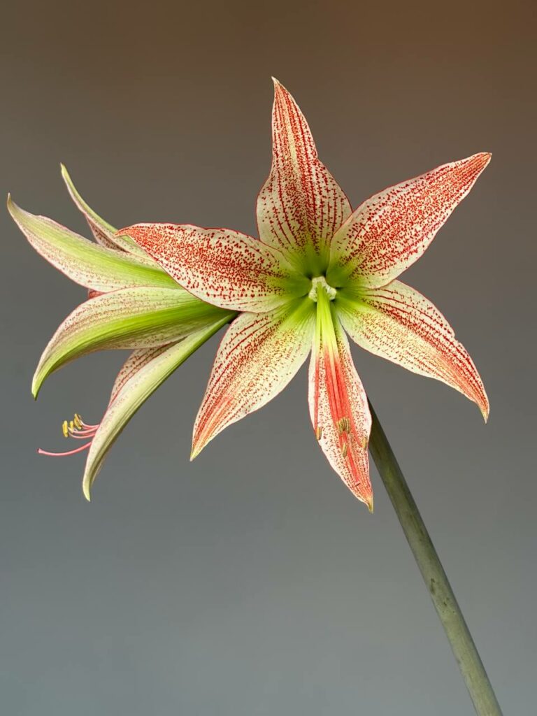 Hippeastrum MH-2 X  Lapacense - 10 seeds.