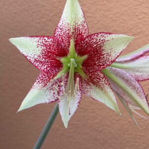 Hippeastrum Lapacense x Leucopardinum - 5 seeds.